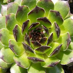 Sempervivum - Dachwurz - Hauswurz